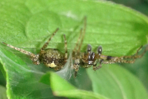 Comportamento coppia di Anyphaena sp. (Anyphaenidae)